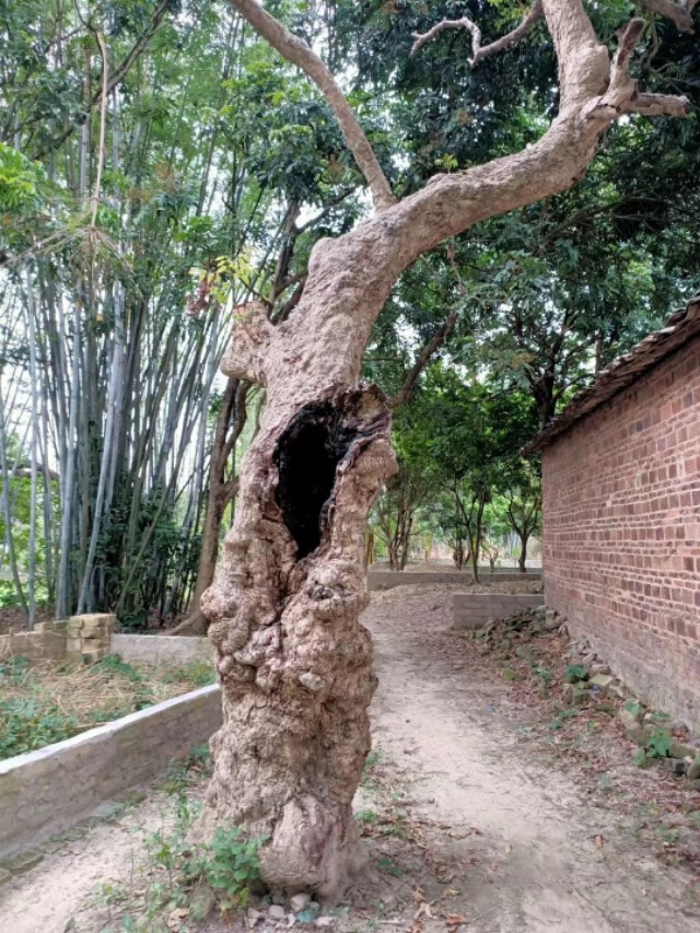 五一烟花秀背后的中国传统文化与风水哲学(图1)